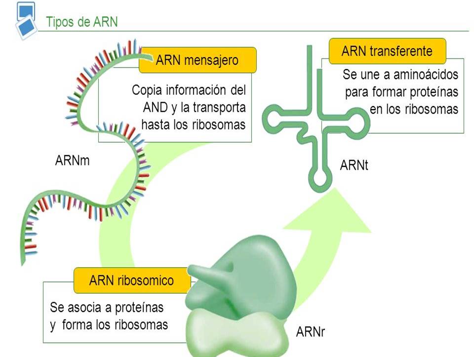 Descripción: Resultado de imagen para cuatro tipos de arn